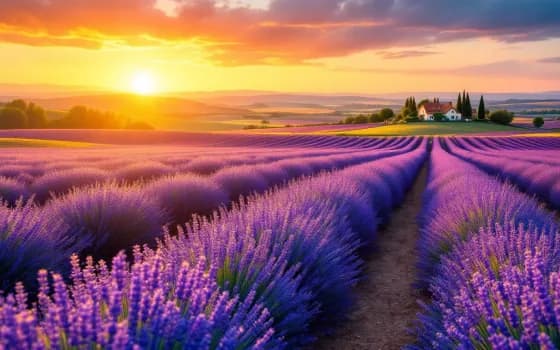 Lavender subject preview